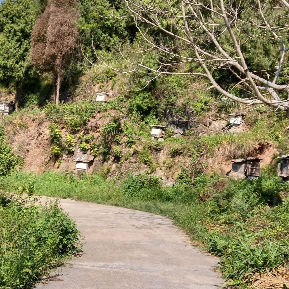贵州仁怀茅坝立岩红岩沟纯天然野花蜂蜜