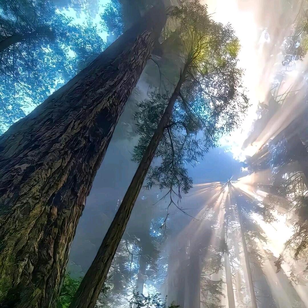 踏雪兰妃企业店零售店