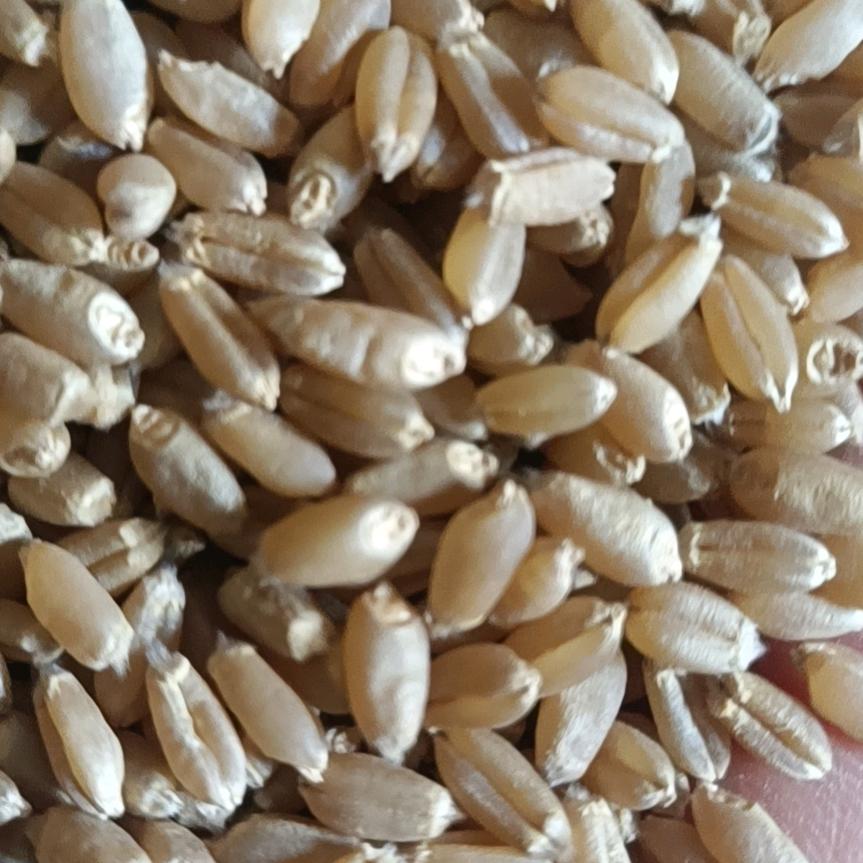 正阳县德辉种植家庭农场