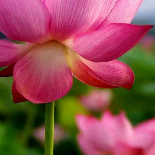 保平安888🌹🌹