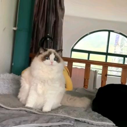 卡愣子是只布偶猫