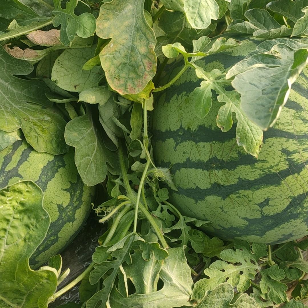 啊荣