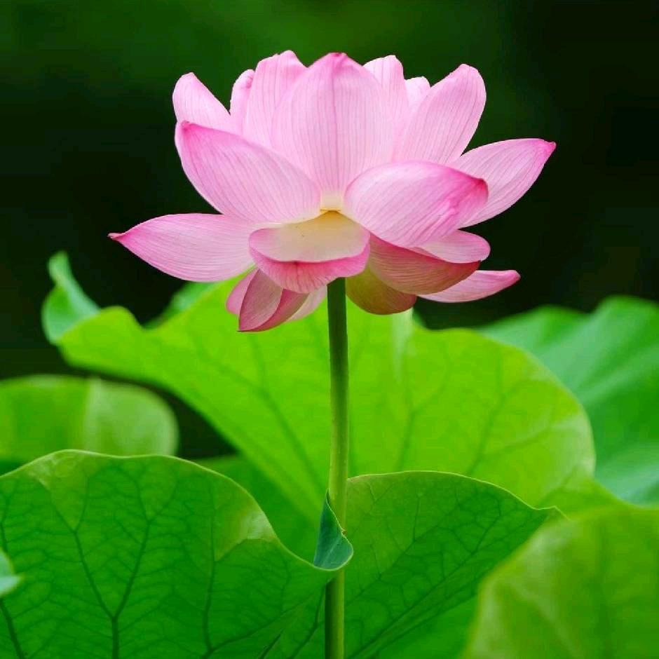 小瑶瑶