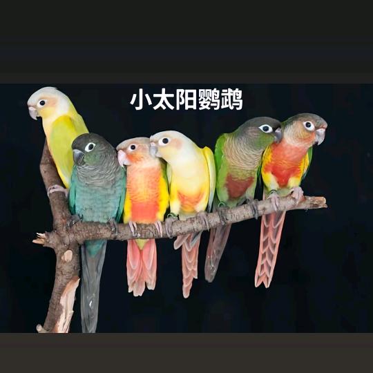 手养鹦鹉