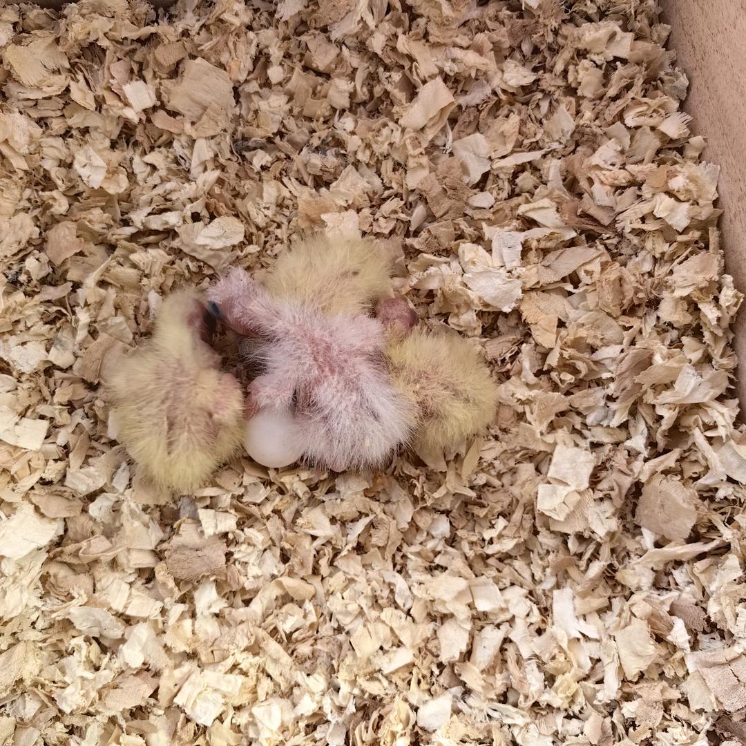 古冶手养玄凤🦜超先生