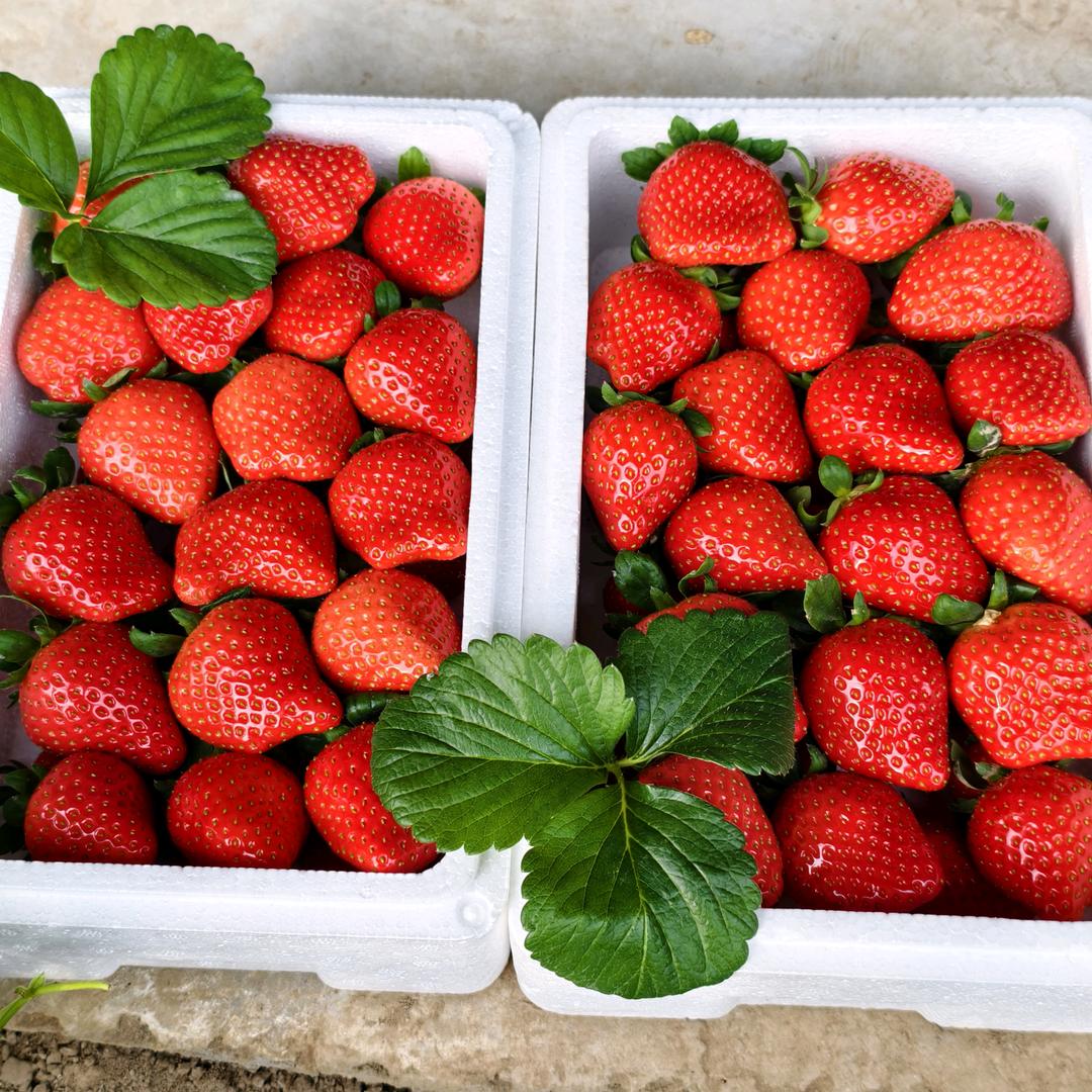 旺福农场草莓采摘园