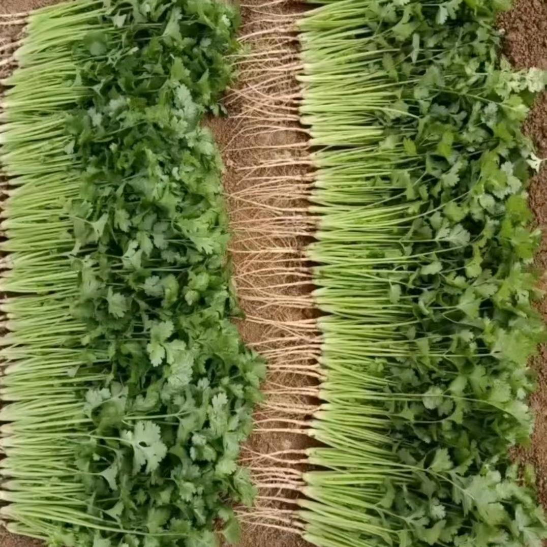 长年收购订种，香菜，黄芹