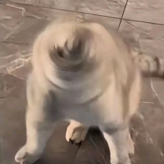虚弱老登