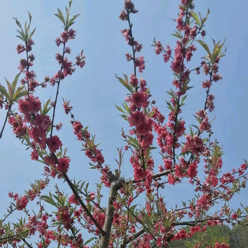 清丽🍒🥂