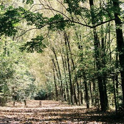 梦之蝶(•̥.:*･ﾟ