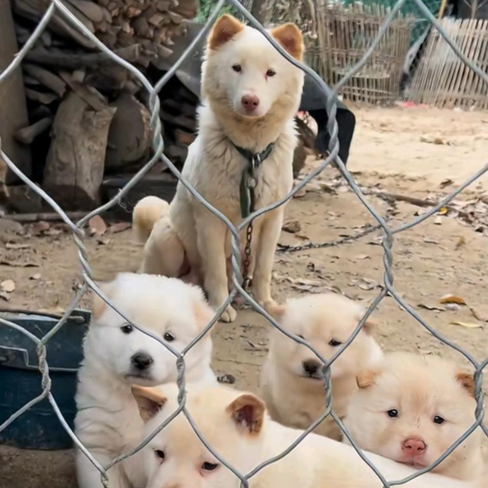 中华唐狗五红五黑犬舍