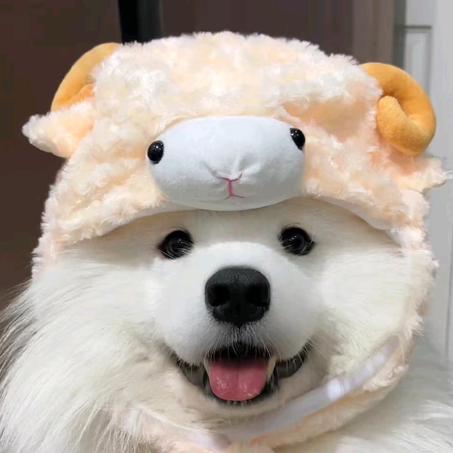 鲨鱼.ᴹᵀ🦈