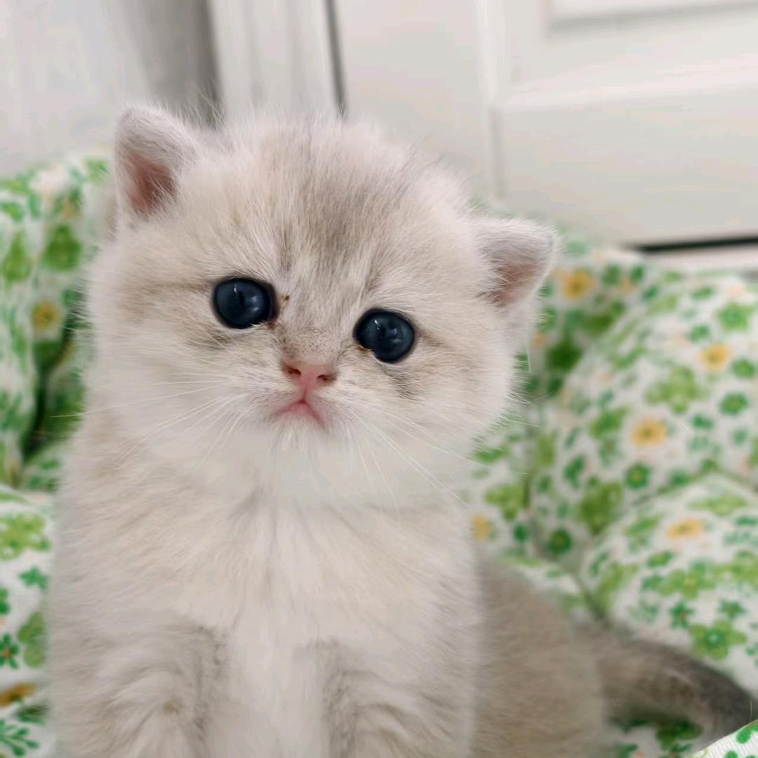 卿卿qīng的喵（渐层猫猫）