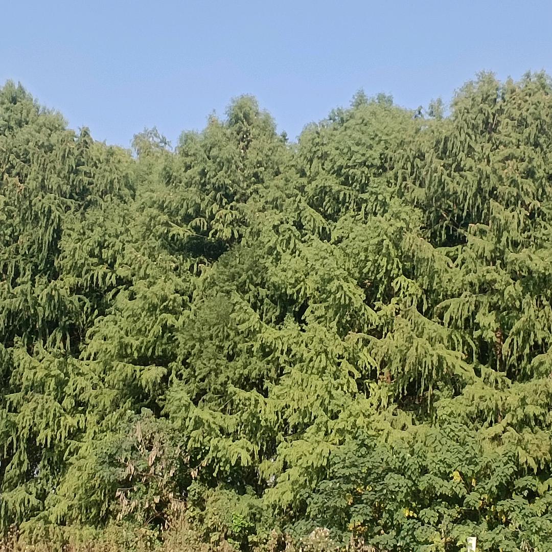 哥是绝版，仅此一款