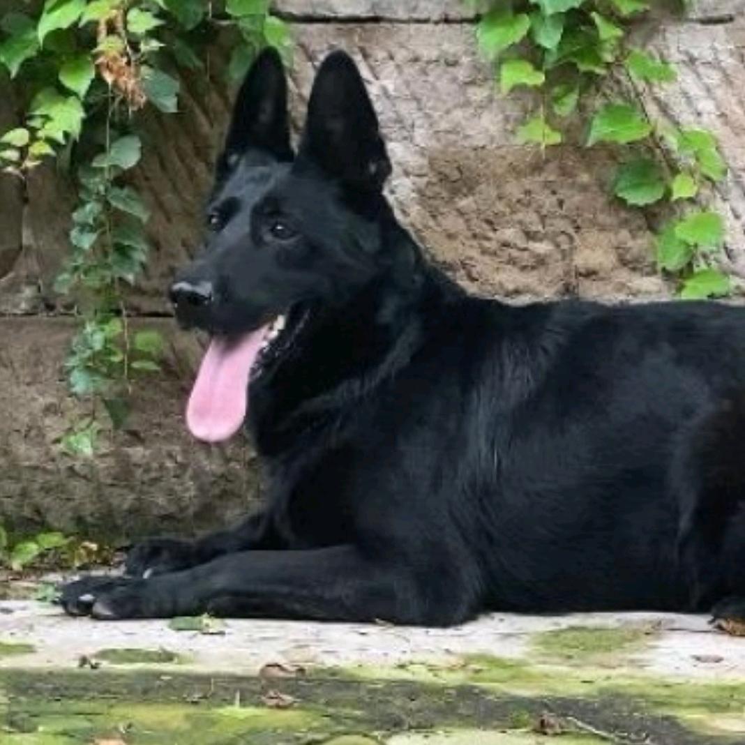 梦想成为警犬的狗