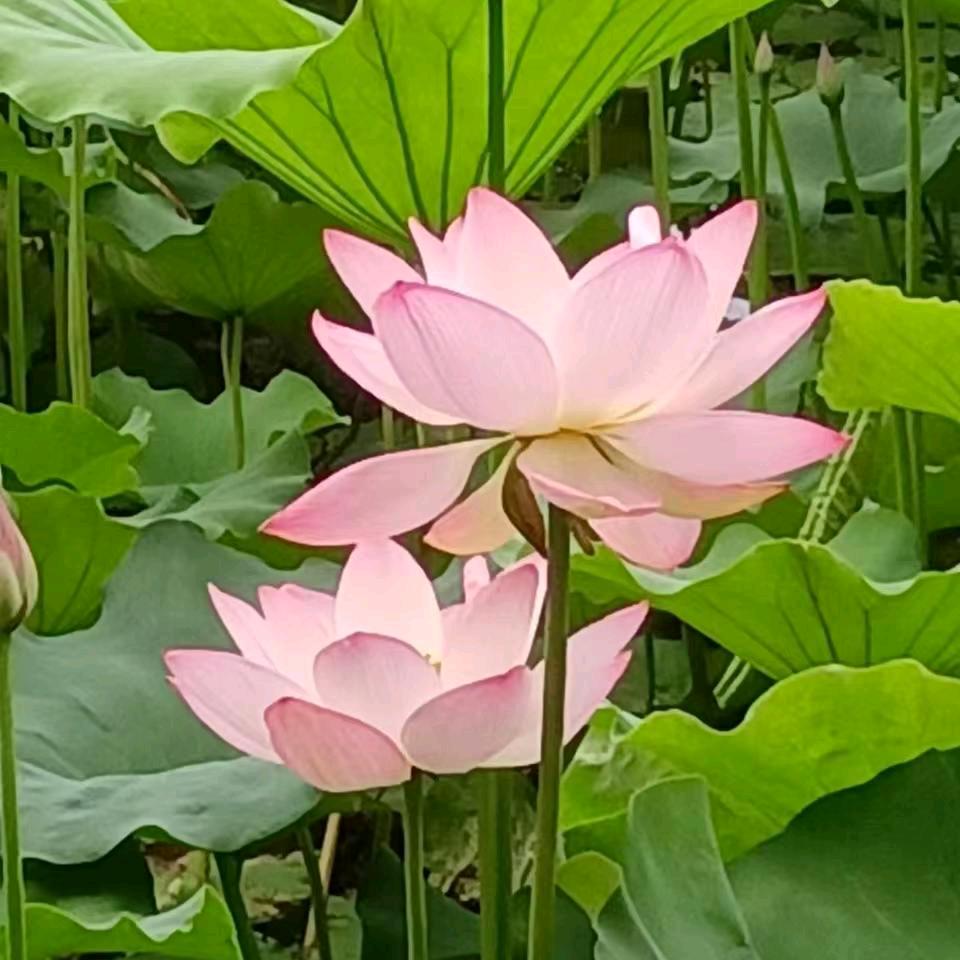 给不起承诺