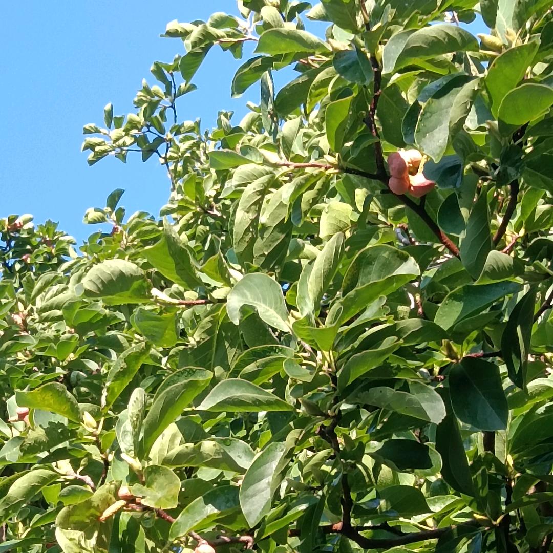 平安果🍎