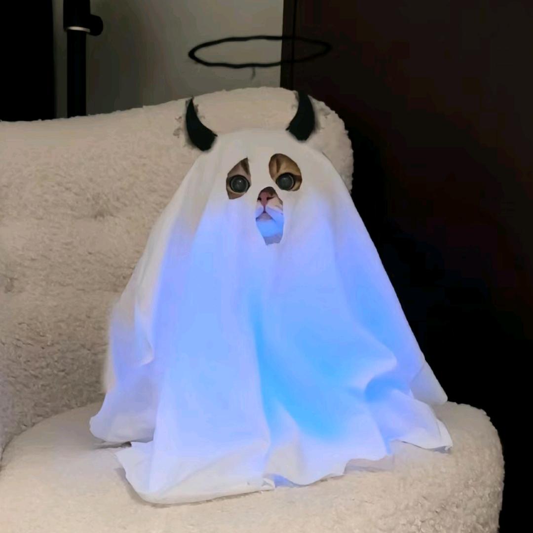 吃不胖的猫