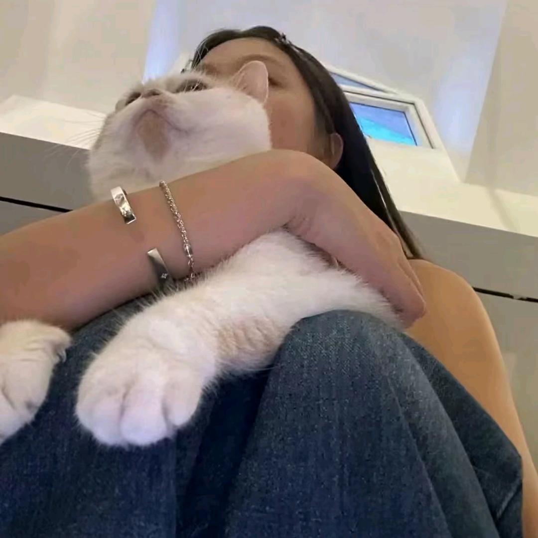 桑稚