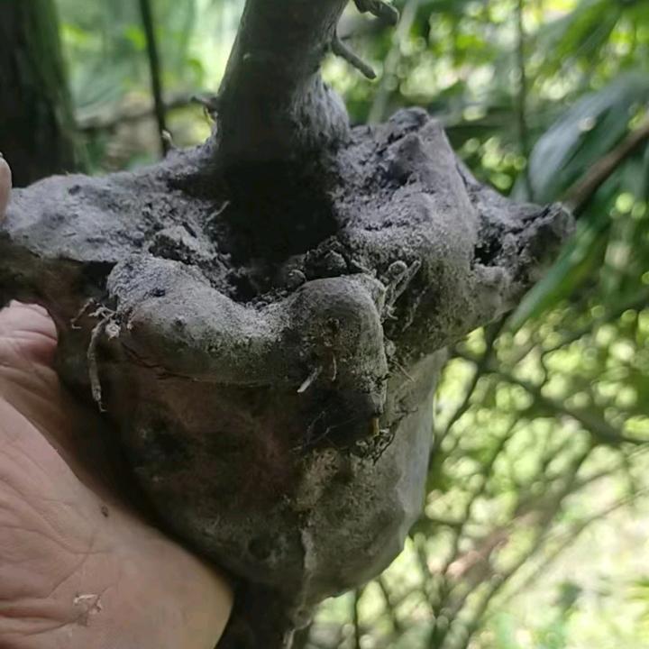 三哥金弹子