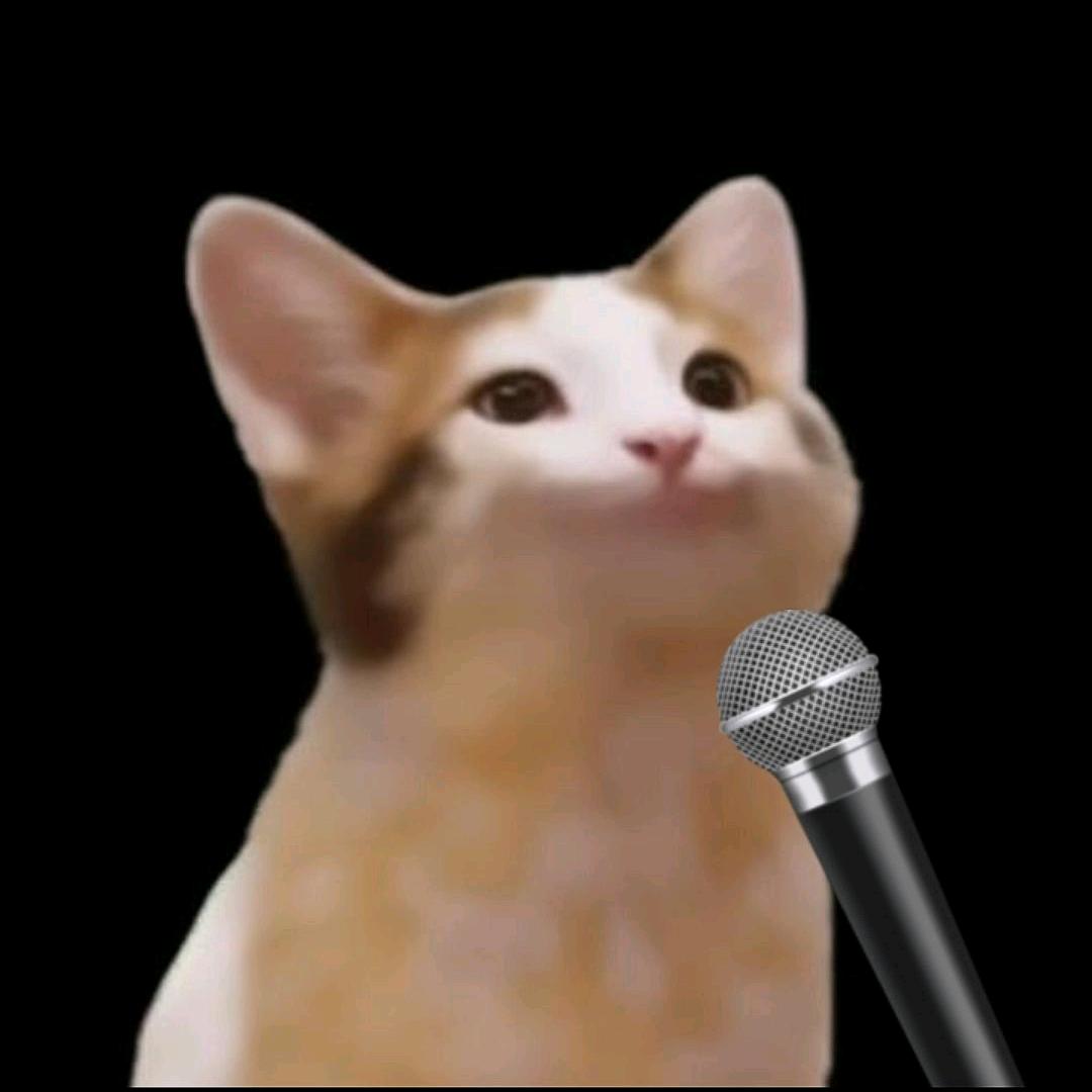 无敌猫猫