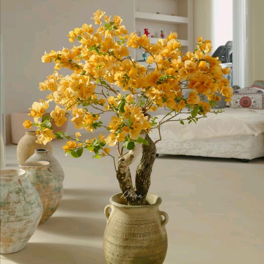 KK心情绿植铺子