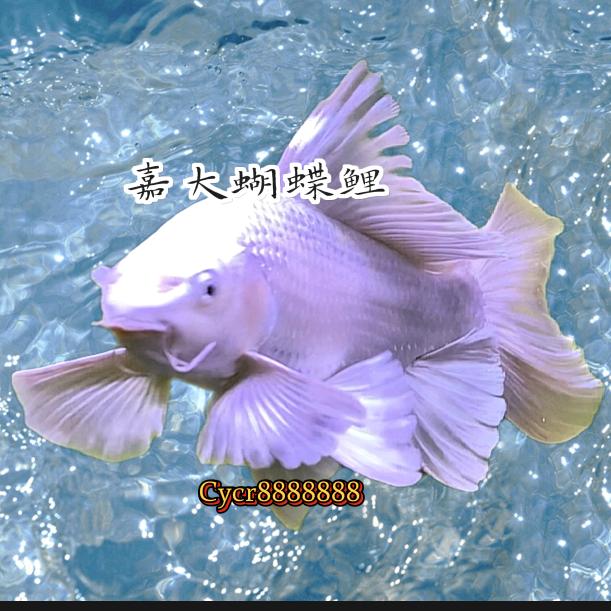 嘉大蝴蝶鲤