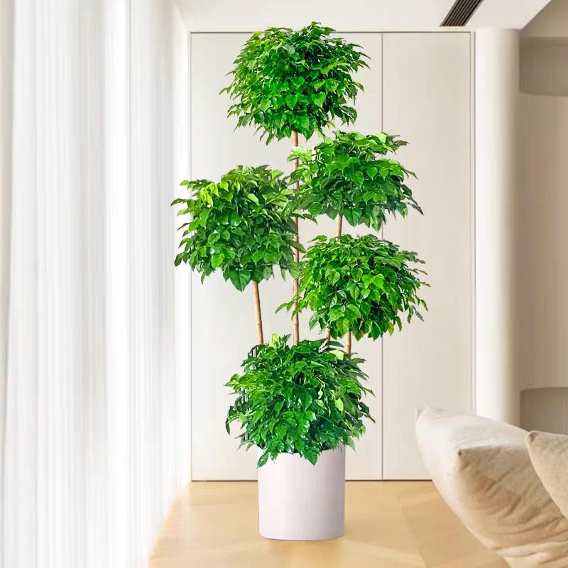 奇涵花卉甄选店