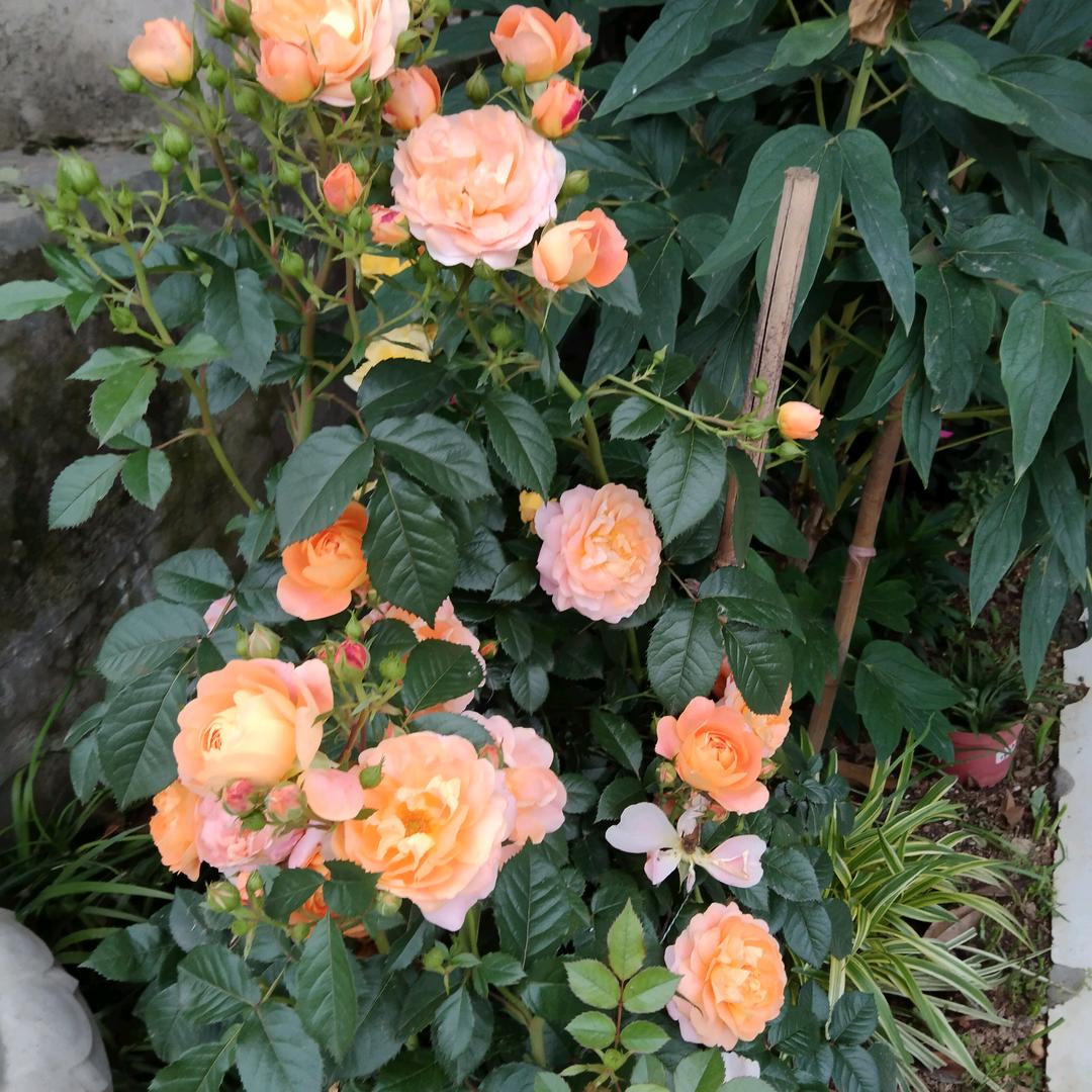 瑶妹烧烤店