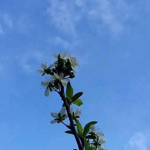 小茜子