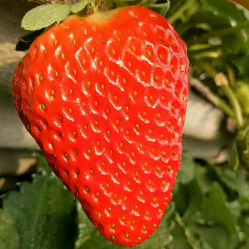 沈阳农科园繁育基地