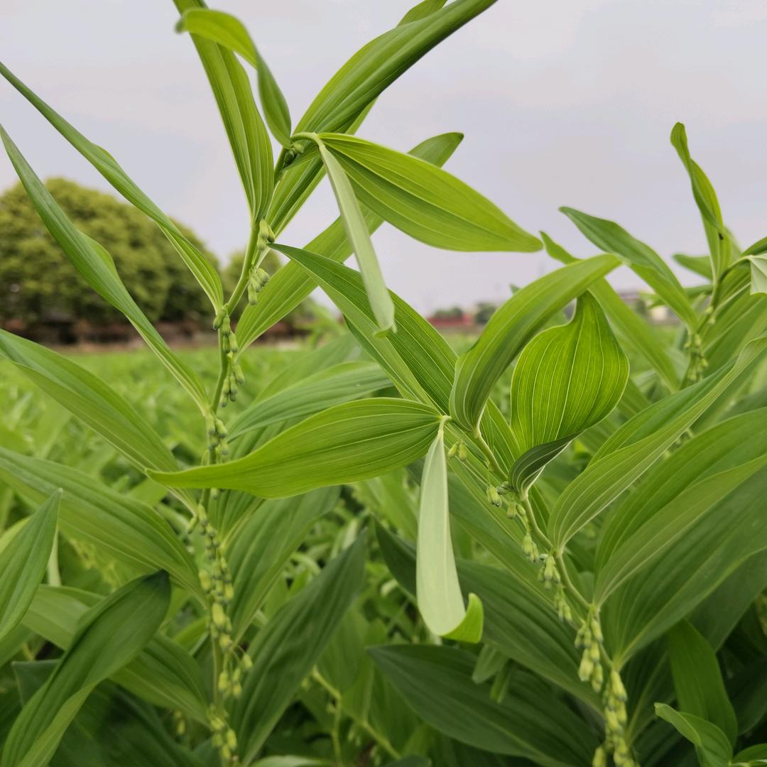 农业种植小徐