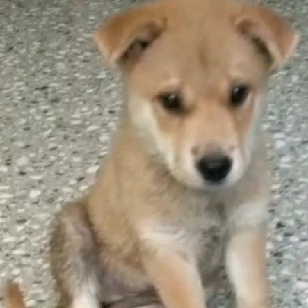 进财是条土狗（中华田园犬）