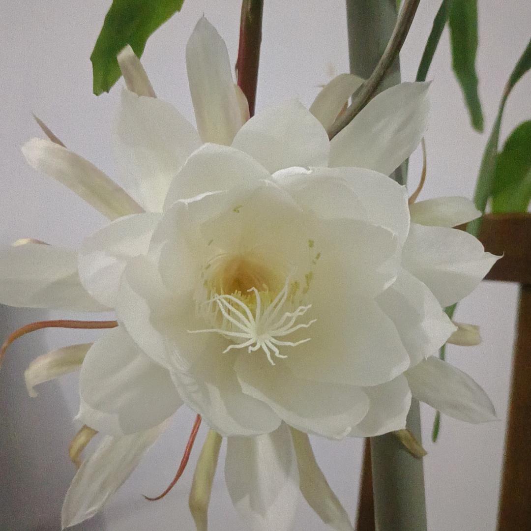 万能刘