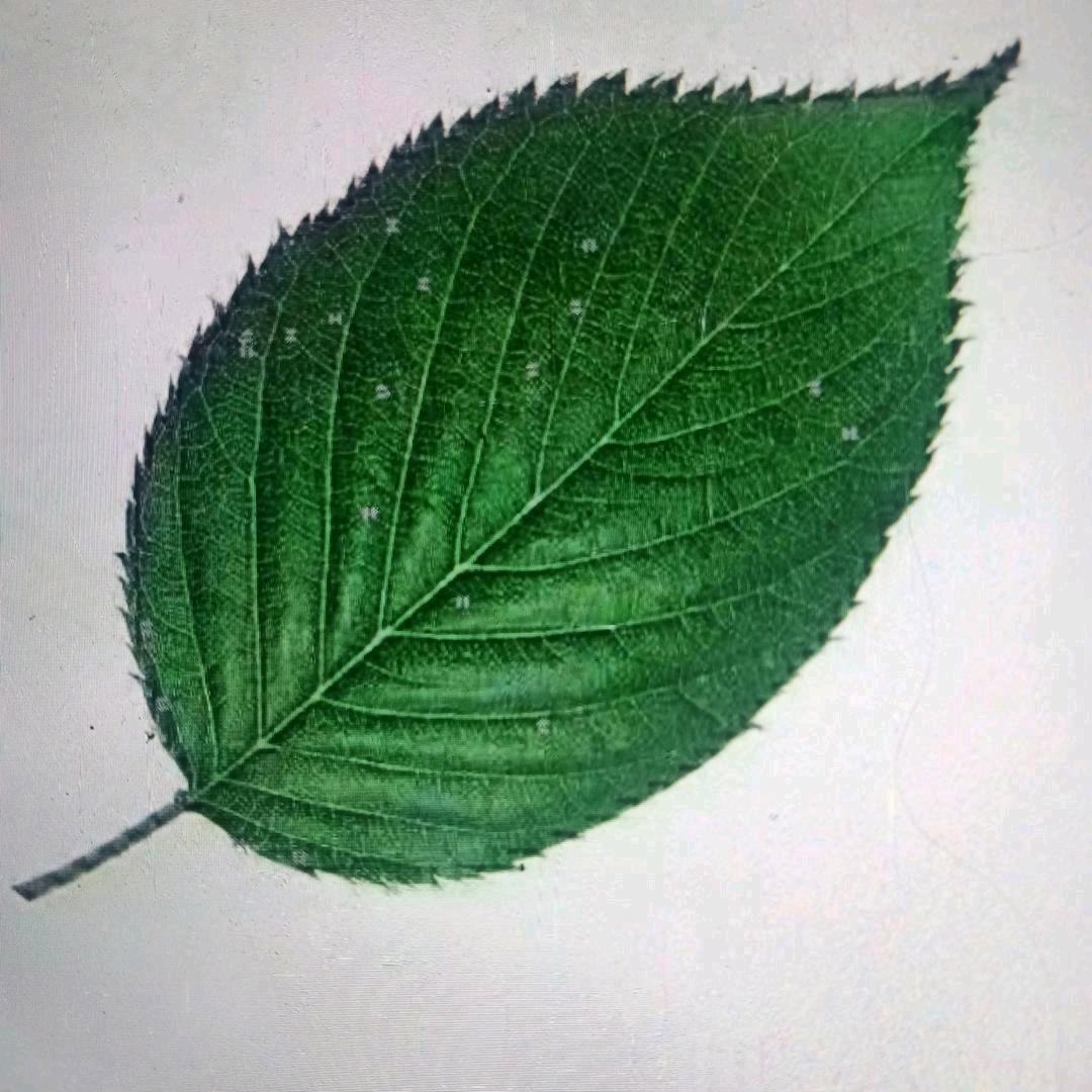 3906