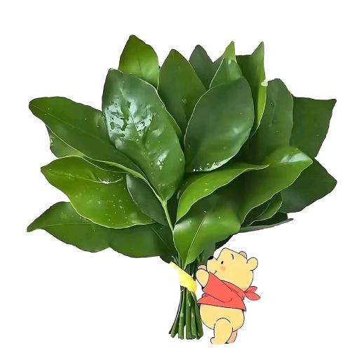 养乐多