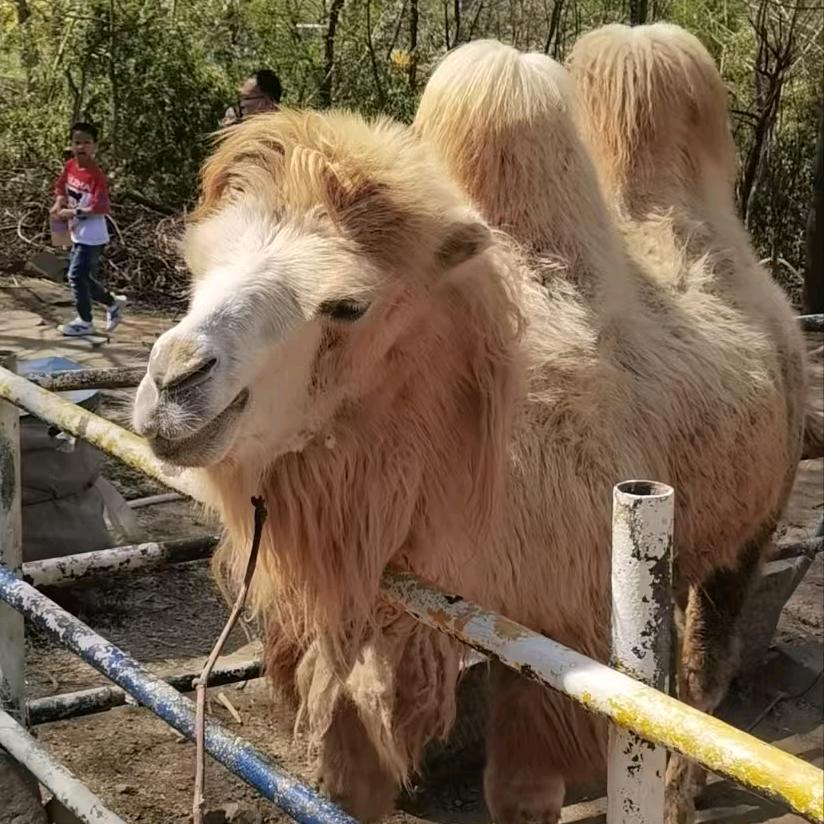 千娇百媚