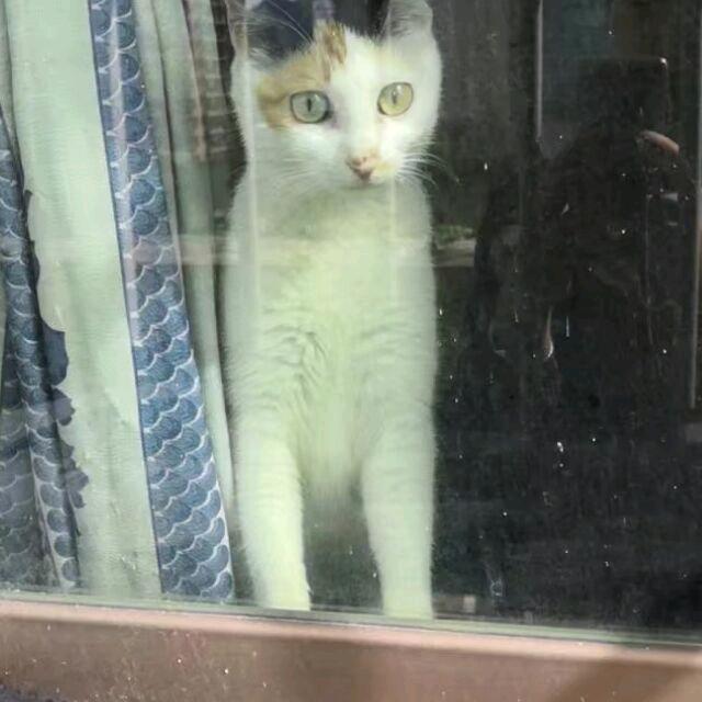 1｀狗子是只猫