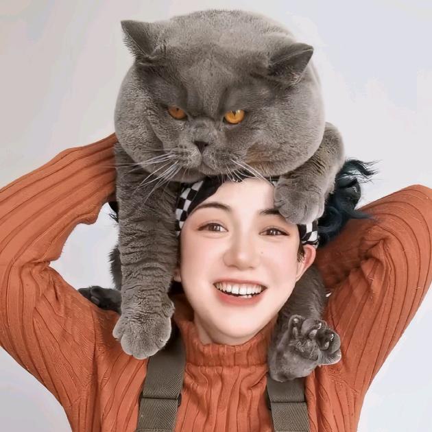 猫猫的大脸猫