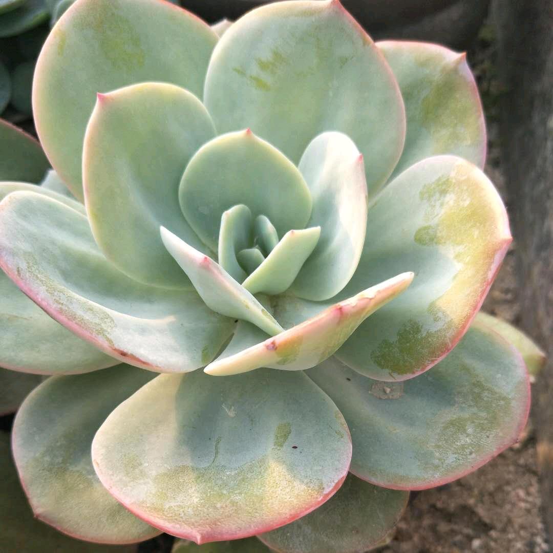媛