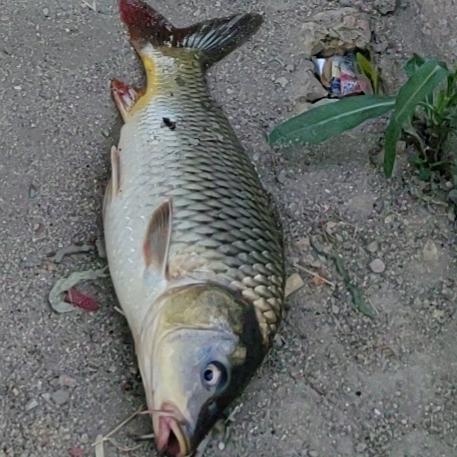 鲤一鲤
