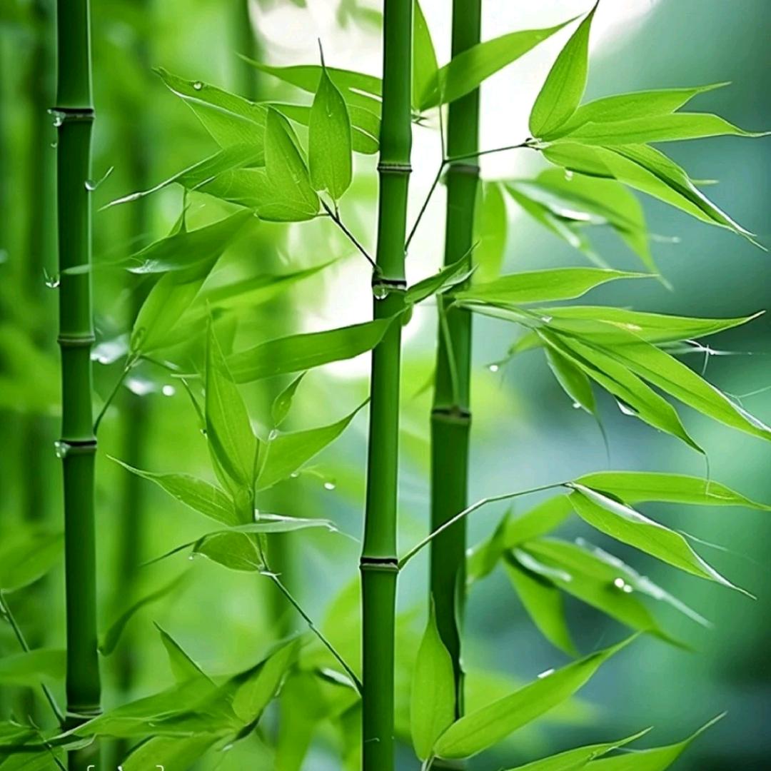 农村宝贝