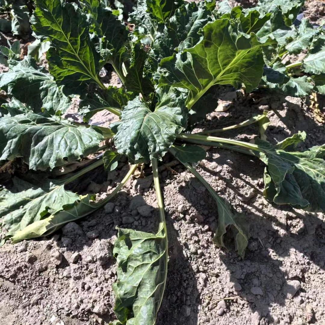 双丰甜菜小刘老师在线答疑