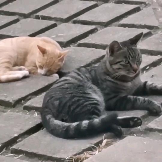 横刀夺爱！