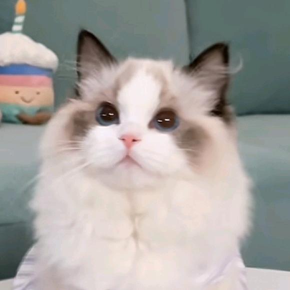 猫言居