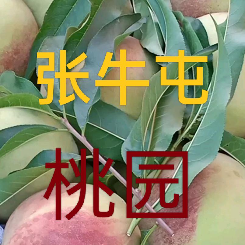 张牛屯大桃哥