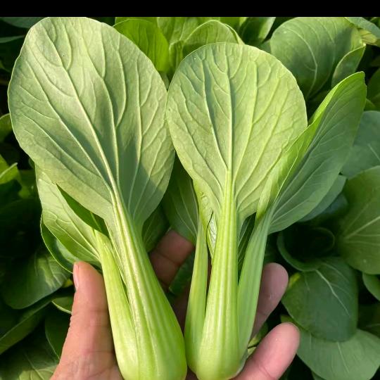 方兵菜业