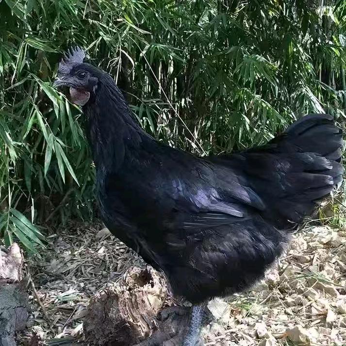 建始县石牌湖黑羽养殖中心