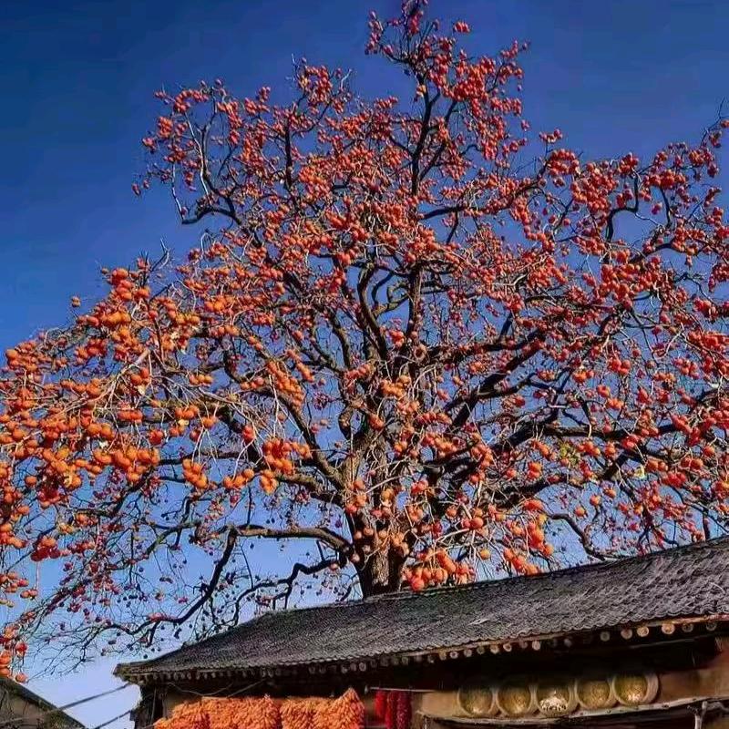 wuyingshen