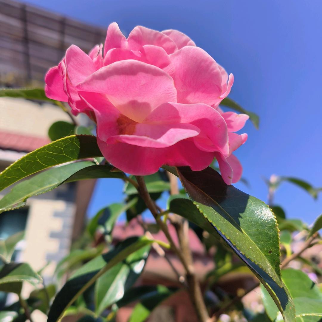 云南山茶 花姐种植园